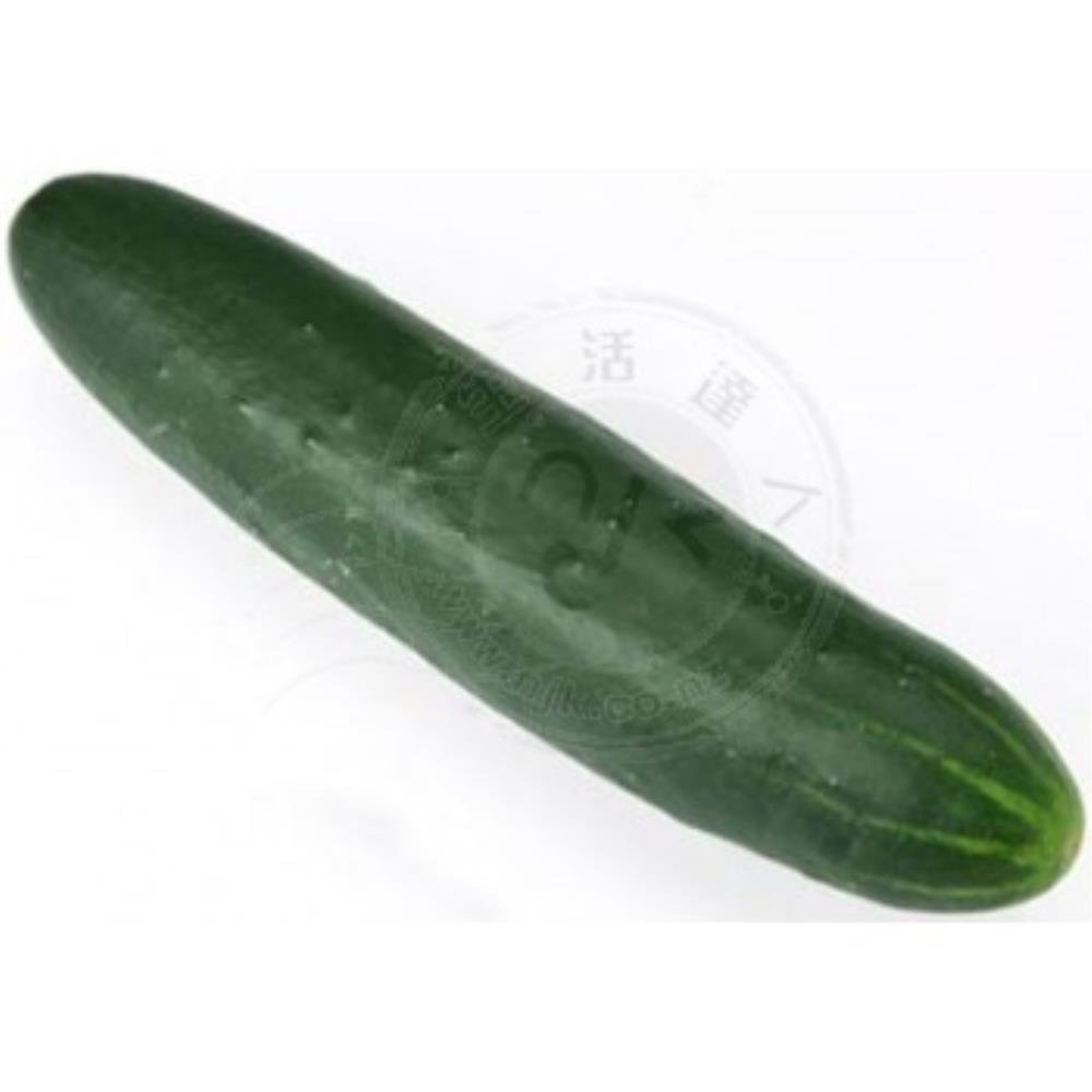 新鮮 黃瓜(一條) Cucumber Each