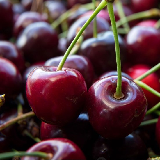 新鮮 1885紅櫻桃28mm+ 約(1kg) NZ 1885 Red Cherry 28mm+ Approx. (1kg)