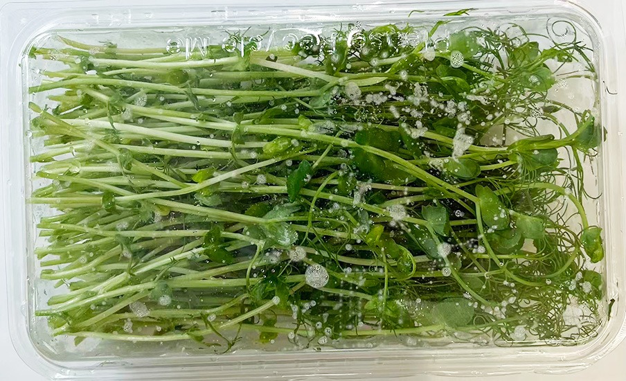 新鮮 0添加豌豆苗(盒)約60g